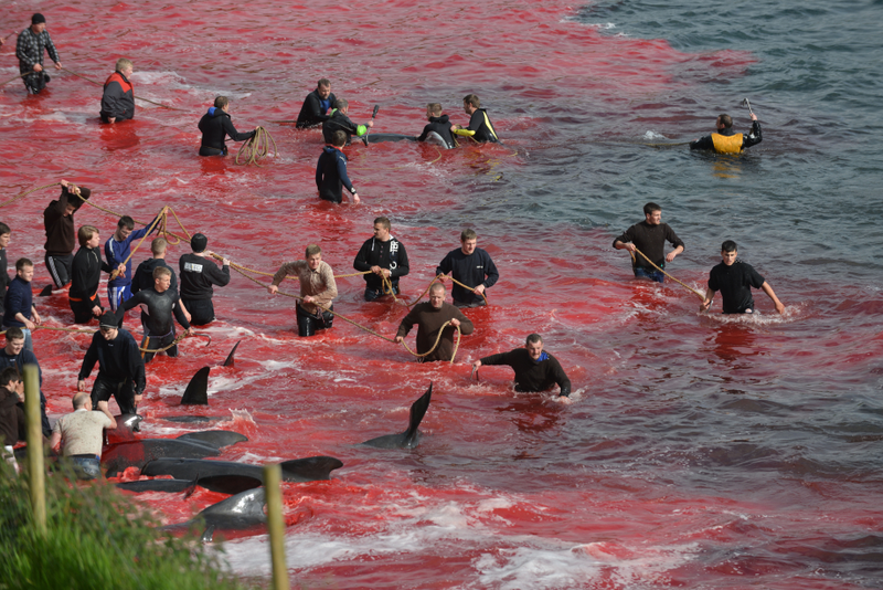 The hunt at Sandavágur beach, August 2015, which killed 61 pilot whales. Photo credit: Cris Cely / Sea Shepherd